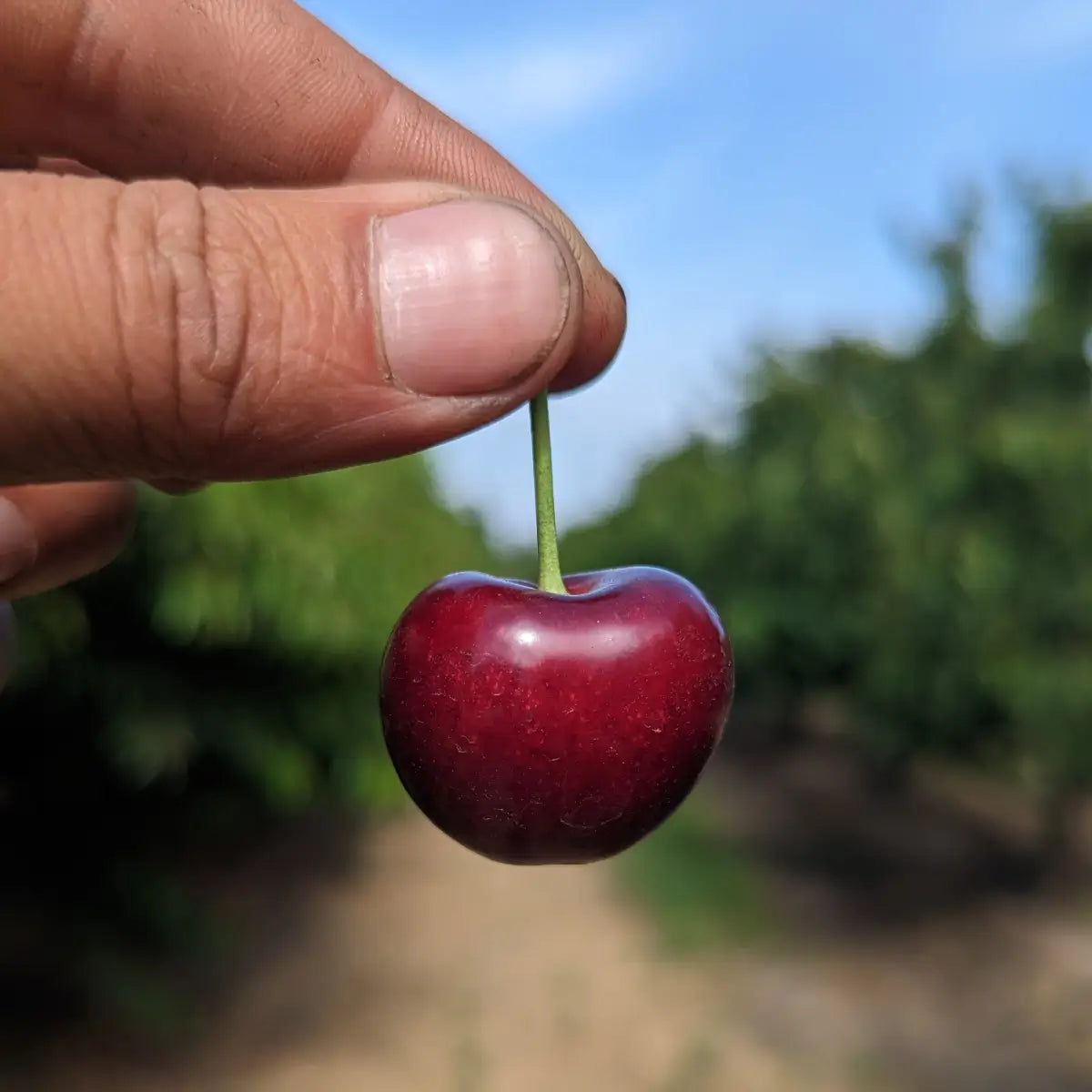 Lodi Blooms Cherries - Chinchiolo - FARMERS CHOICE Cherry [1]