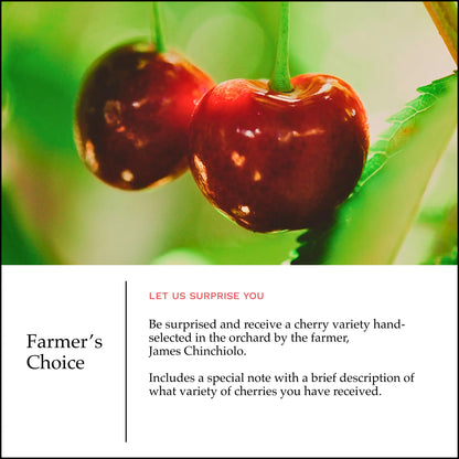 Lodi Blooms Cherries - Chinchiolo - FARMERS CHOICE Cherry [4]