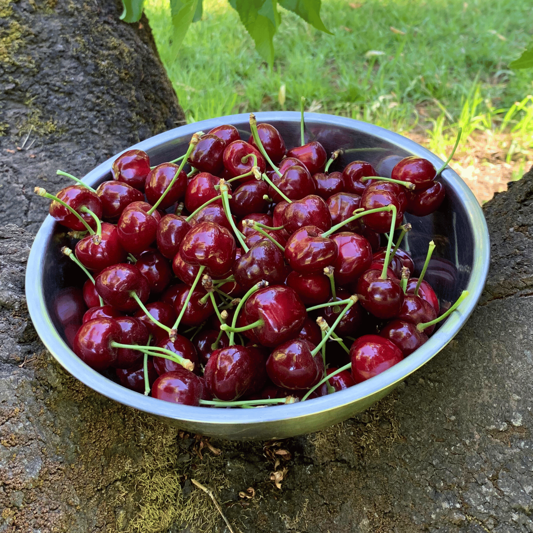 Organic Bing Cherries