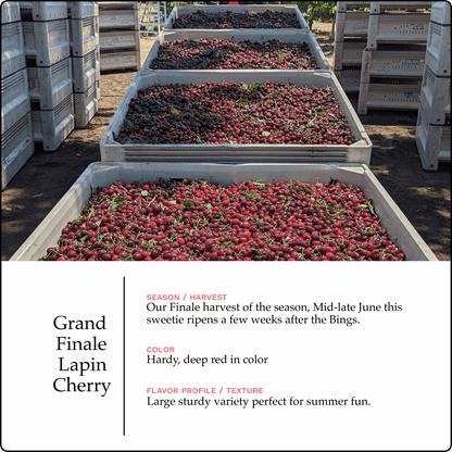 Blooms Sweet Cherries - Lapin Cherries 2