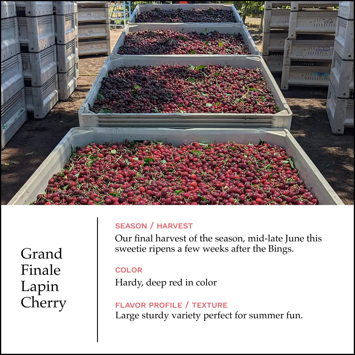 Flavorful Lapin Cherries For Sale | Blooms Cherries – Chinchiolo
