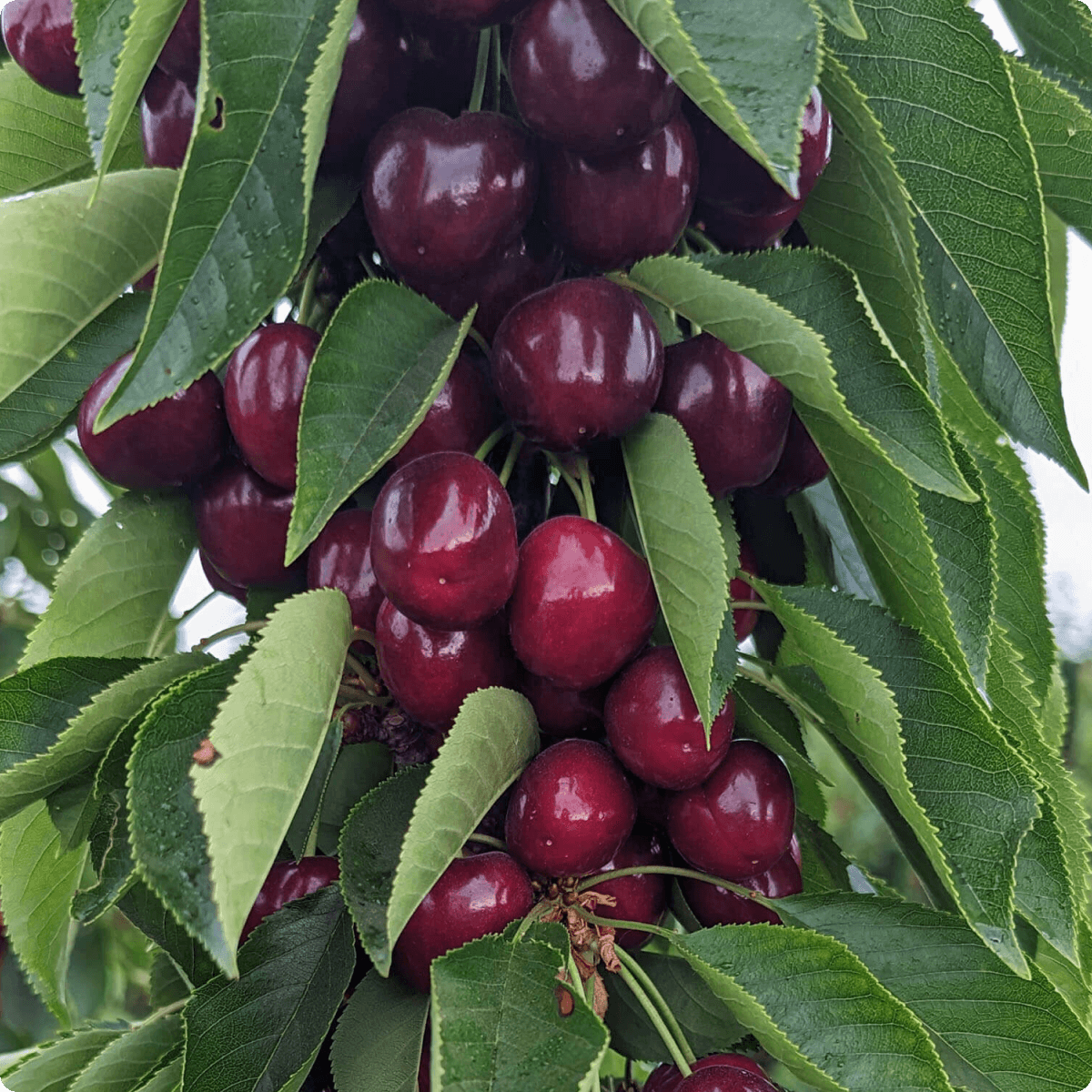 Blooms Sweet Cherries - Lapin Cherries 3