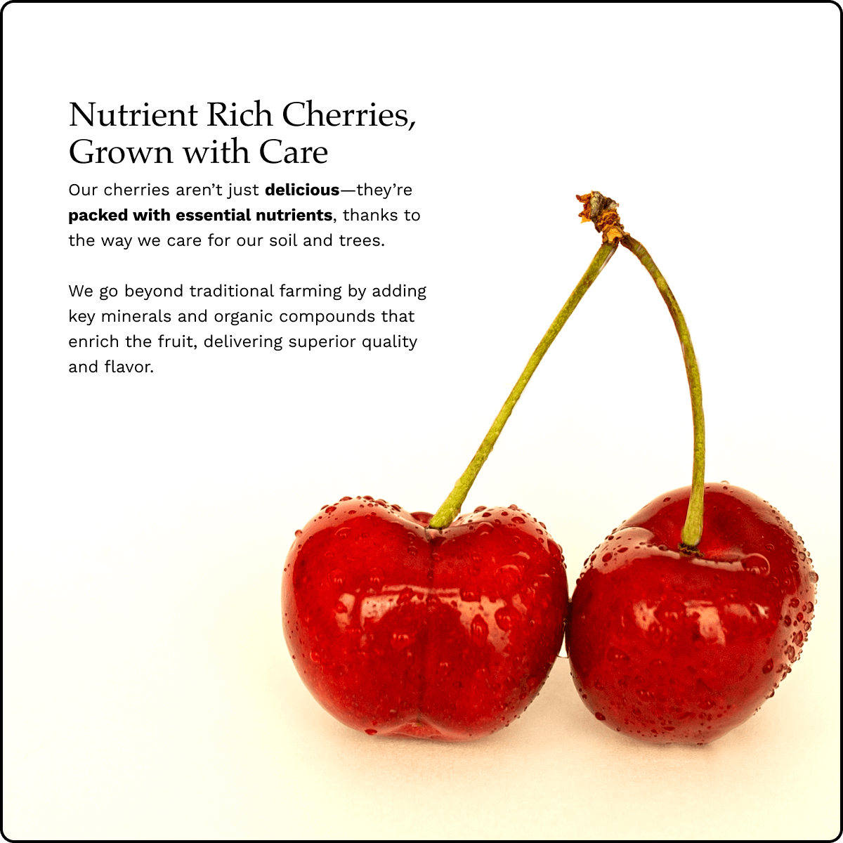Blooms Sweet Cherries - Lapin Cherries 6