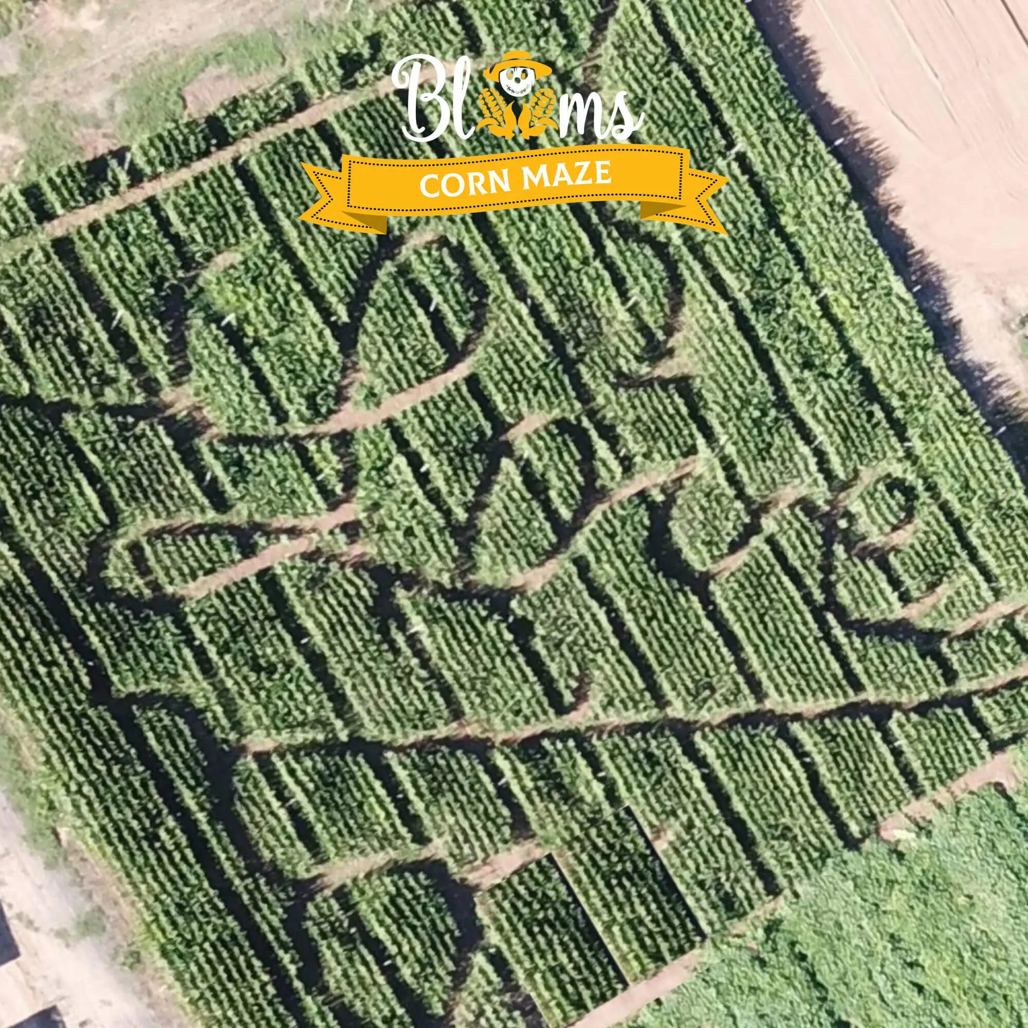 Linden Blooms - Corn Maze