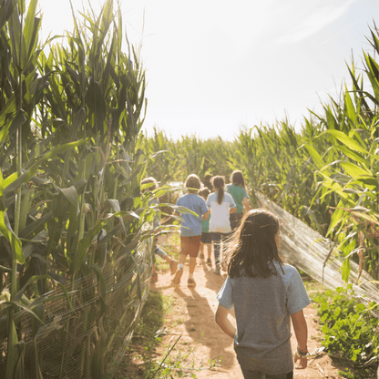 Blooms Love Corn Maze