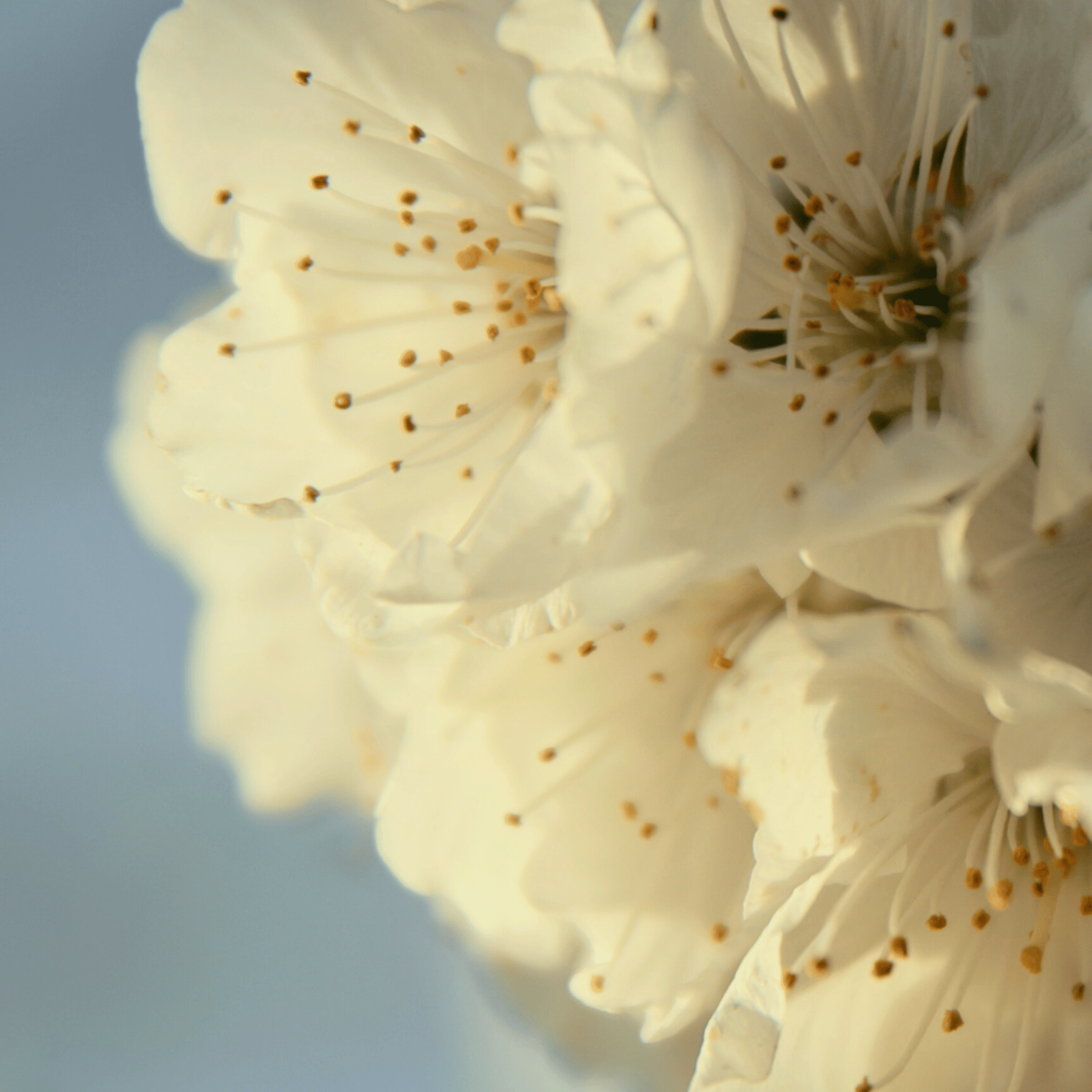 Lodi Blooms Cherry Blossom Photo Session 🌸