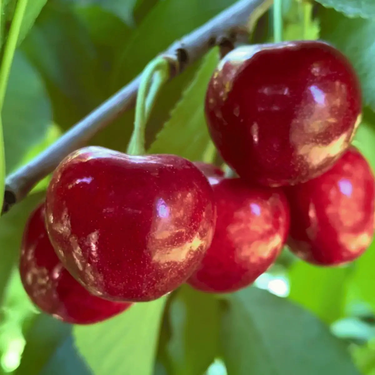 Lodi Blooms Cherries - Chinchiolo - ORGANIC BING Cherry [1]