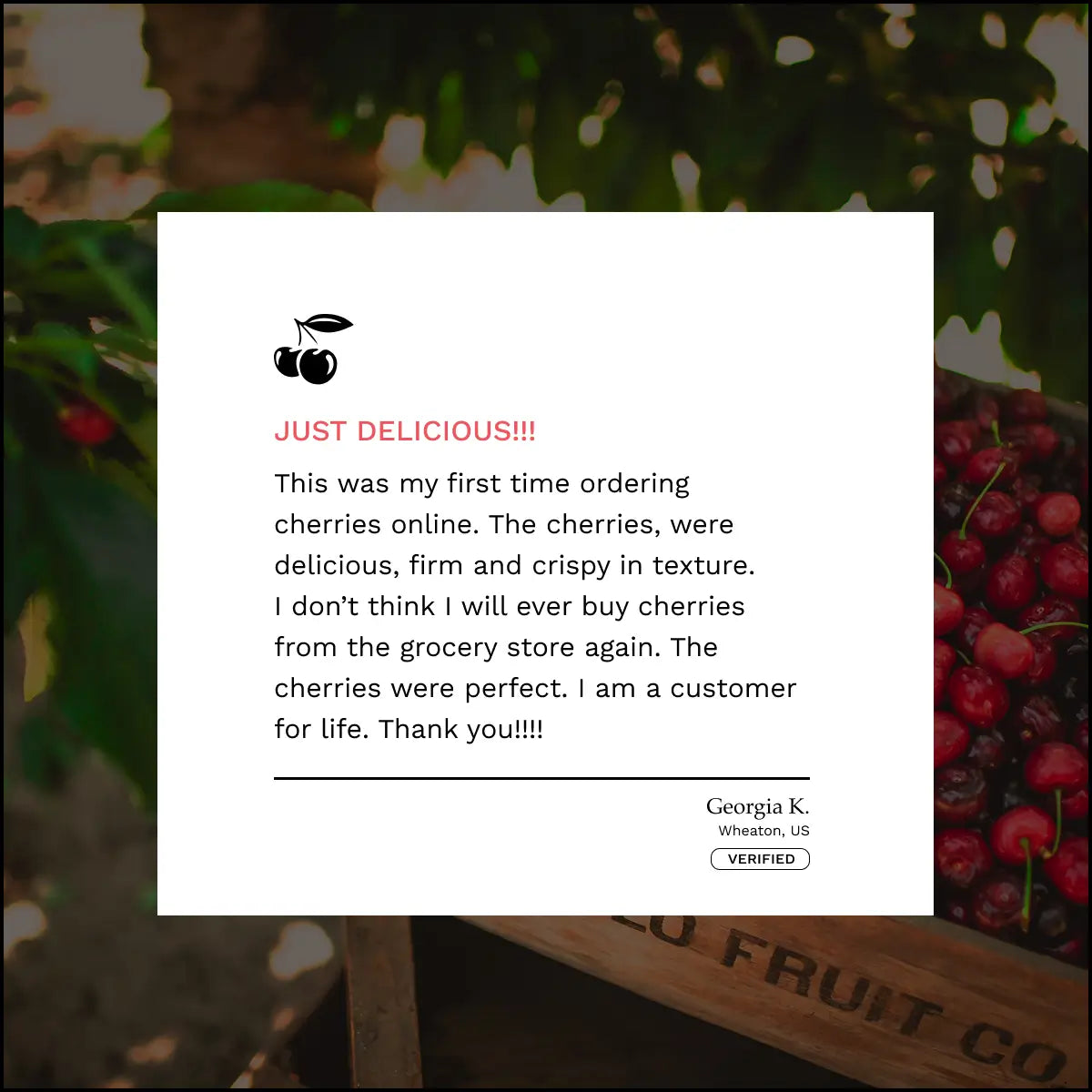 Lodi Blooms Cherries - Chinchiolo - ORGANIC BING Cherry [2]