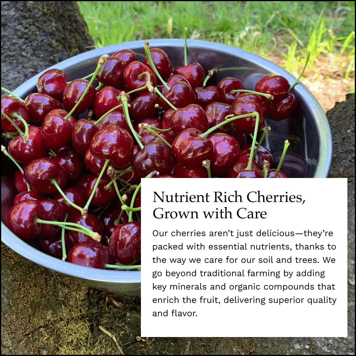 Lodi Blooms Cherries - Chinchiolo - ORGANIC BING Cherry [4]