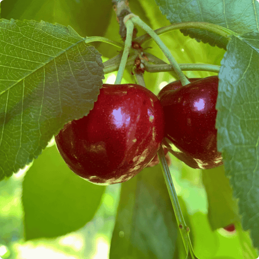 Blooms Sweet Cherries - Organic Bing Cherries 1
