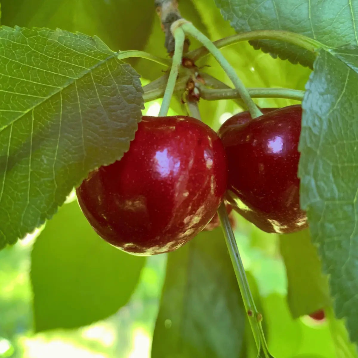 Lodi Blooms Cherries - Chinchiolo - ORGANIC BING Cherry [3]