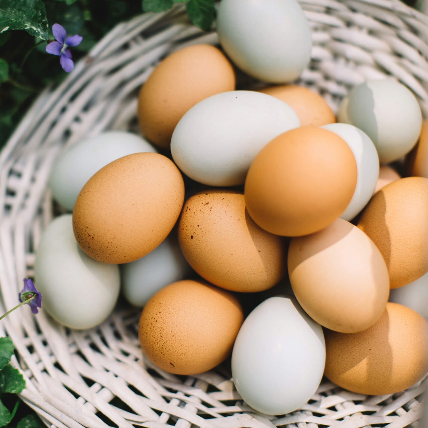 Orchard Laid Eggs