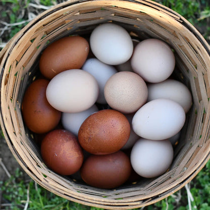 Orchard Laid Eggs
