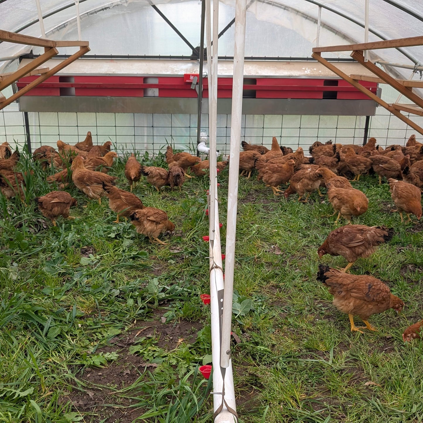 Orchard Laid Eggs