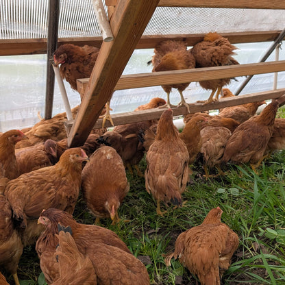 Orchard Laid Eggs