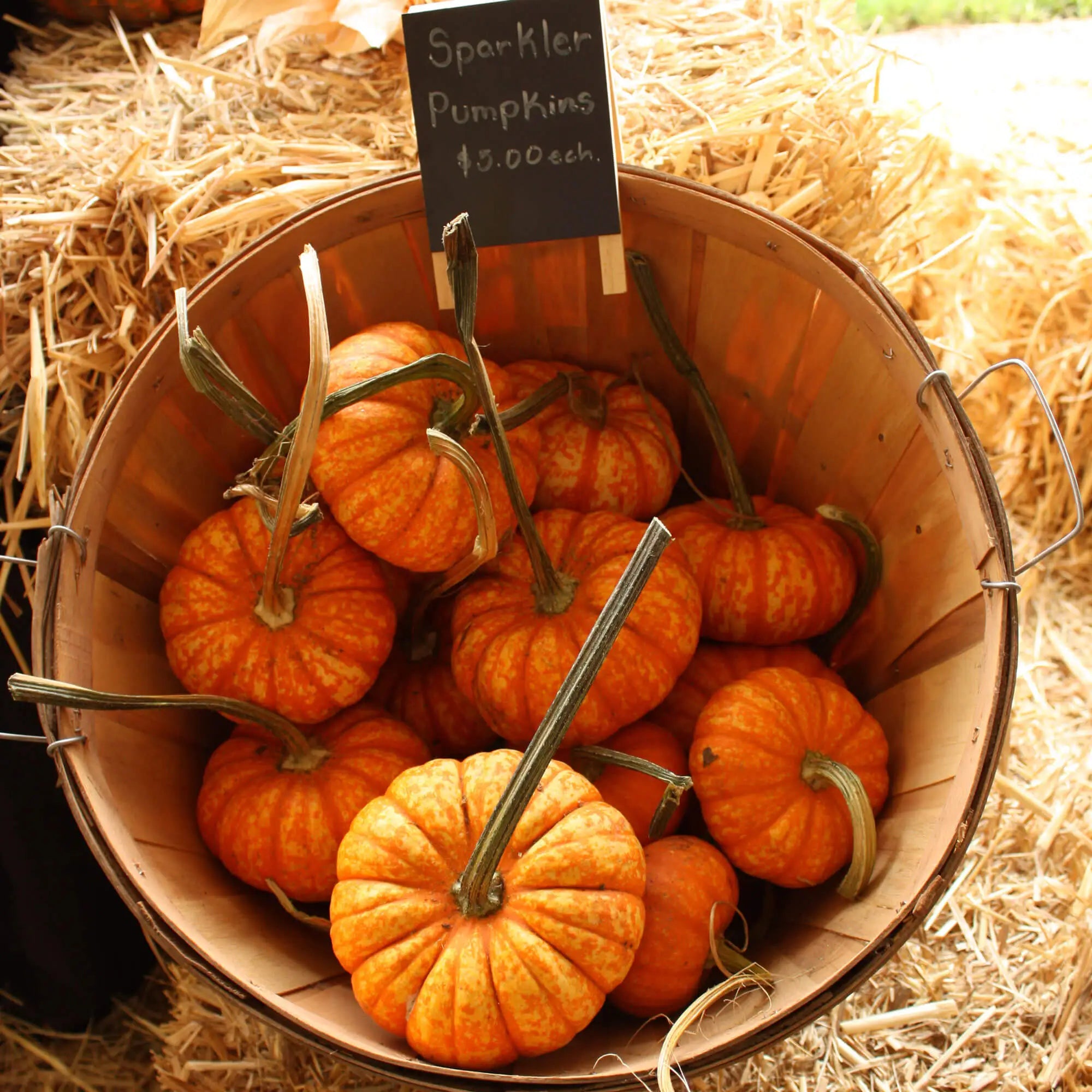 Linden Blooms - Fall Family Events - 20