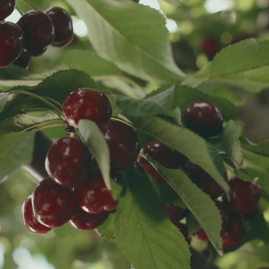 Blooms Sweet Cherries - Chinchiolo Farming