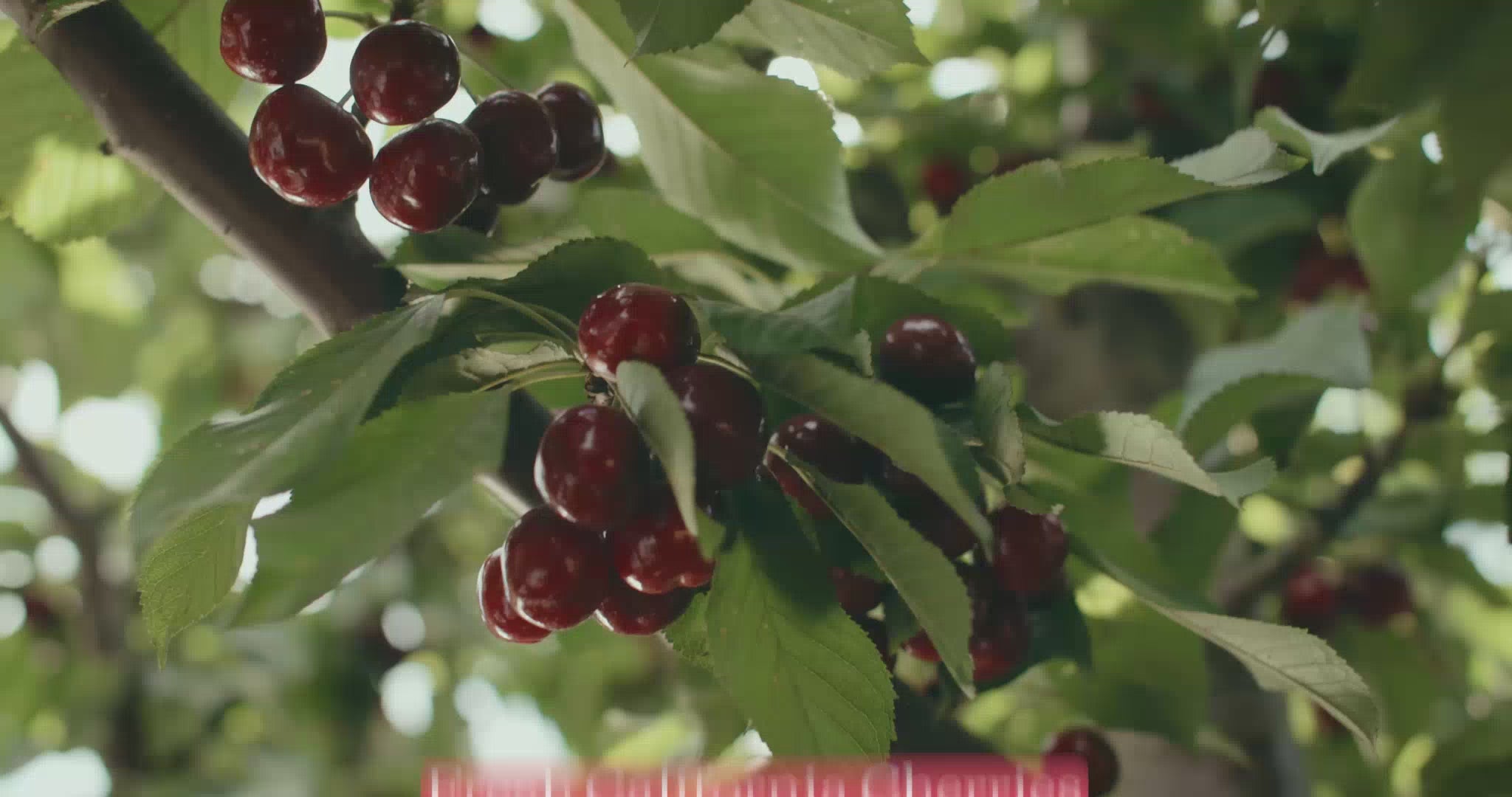 Buy Epic 16 | Freshly Picked | Blooms Cherries – Chinchiolo