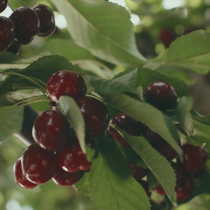 VIP Cherry Subscription
