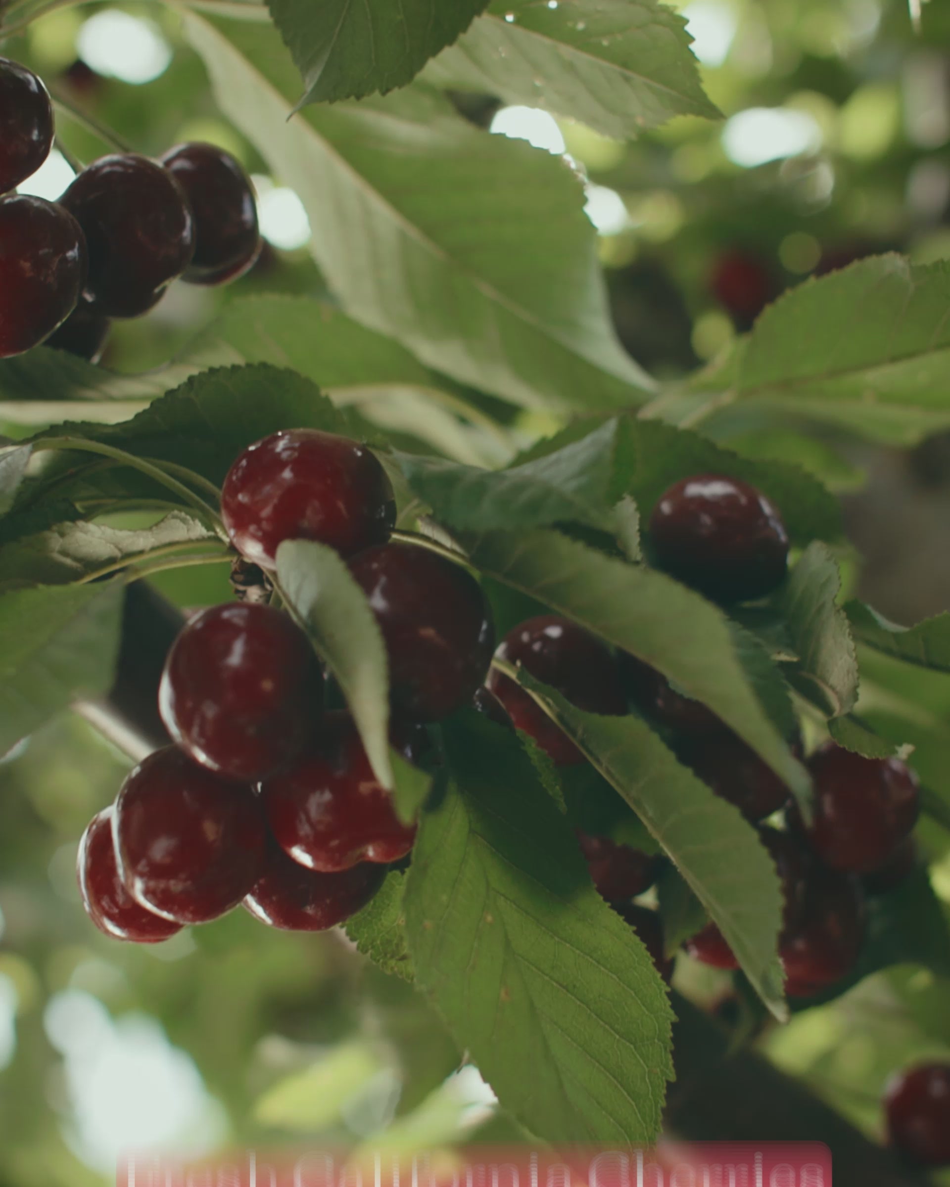 Blooms Sweet Cherries - Chinchiolo Farming