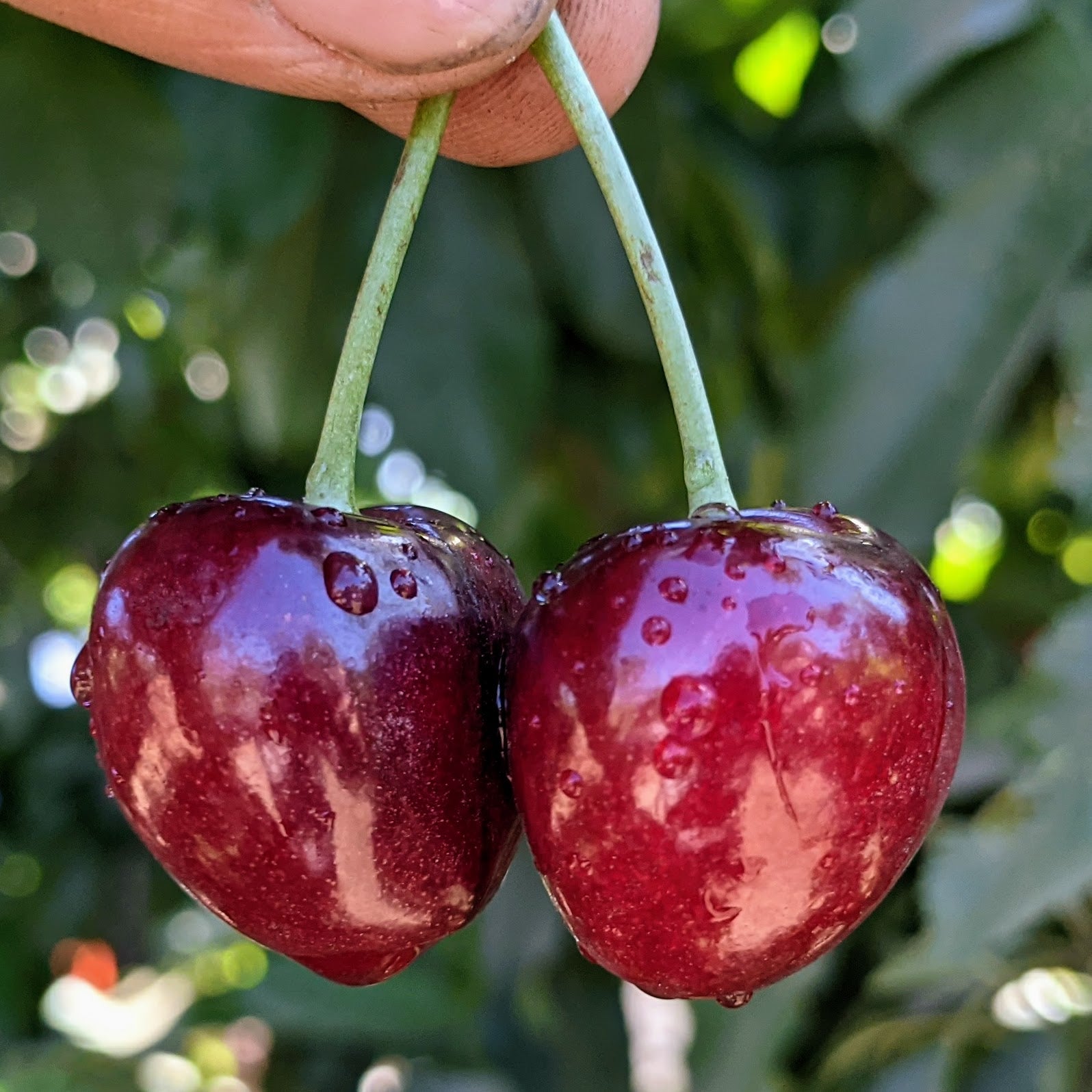 Bing Cherries