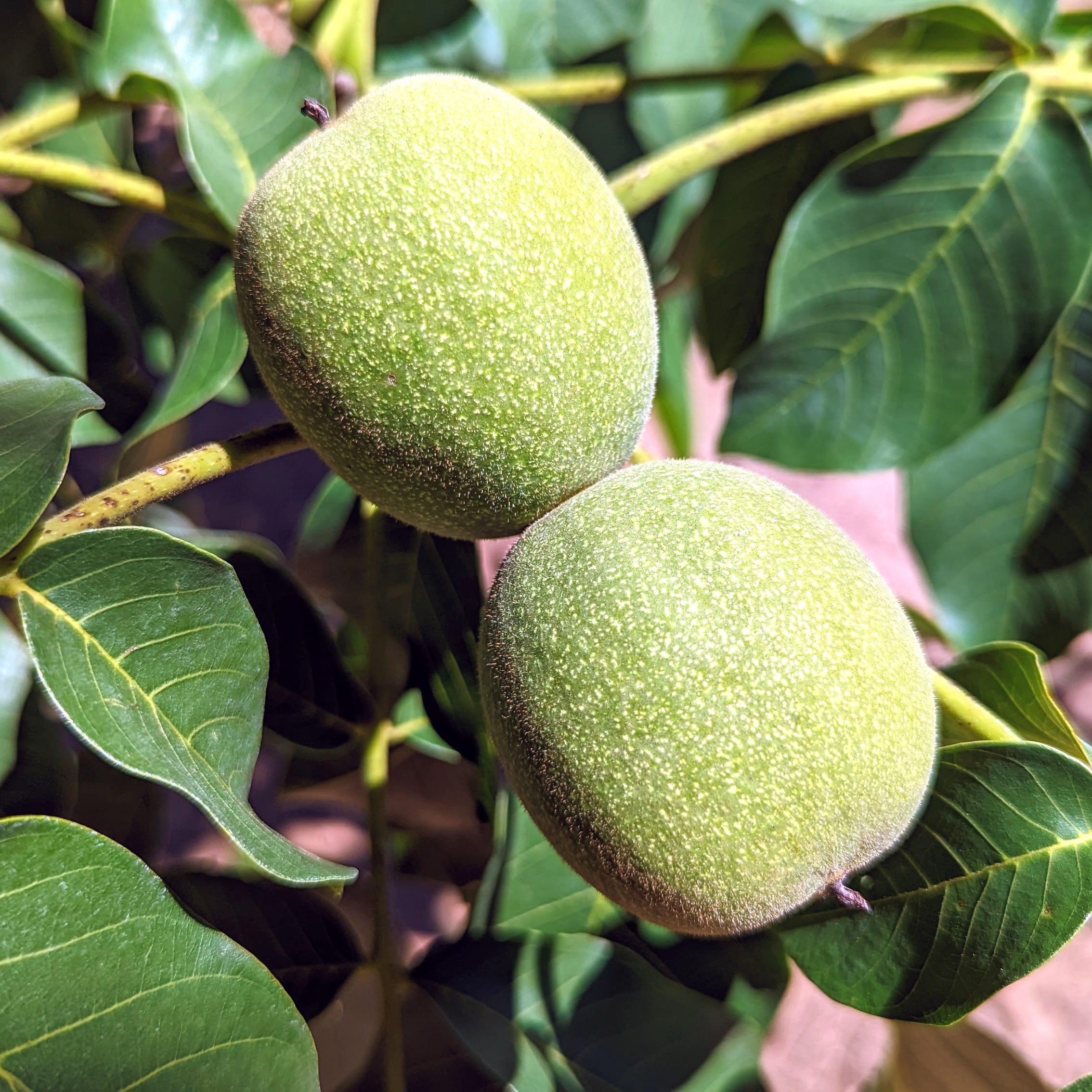 Premium Inshell California Walnuts